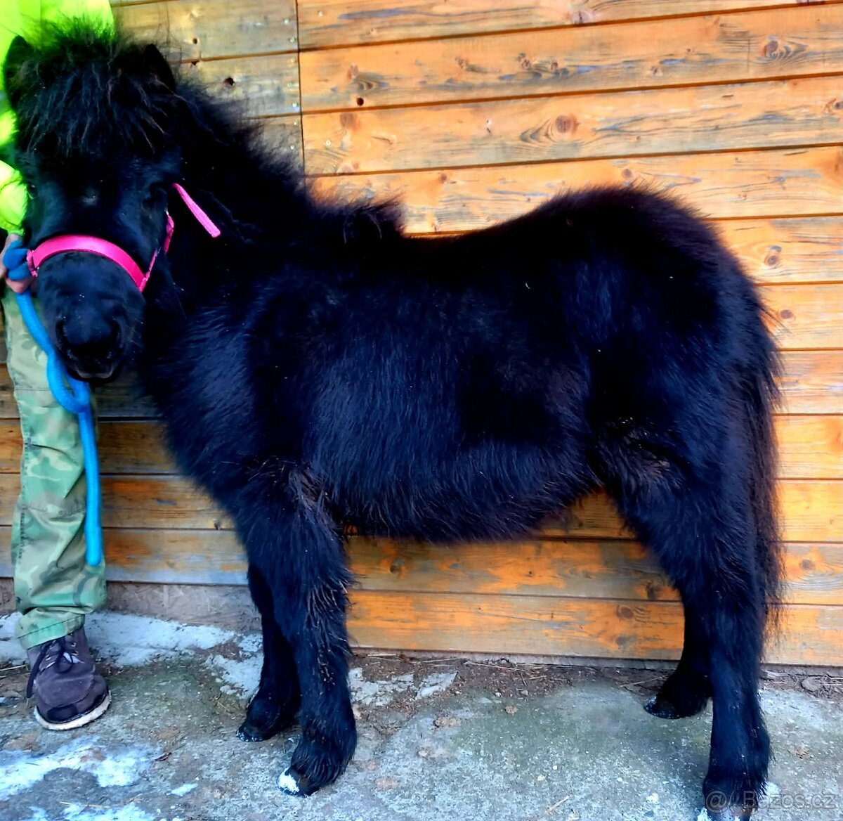 Klisnička WPB - 2