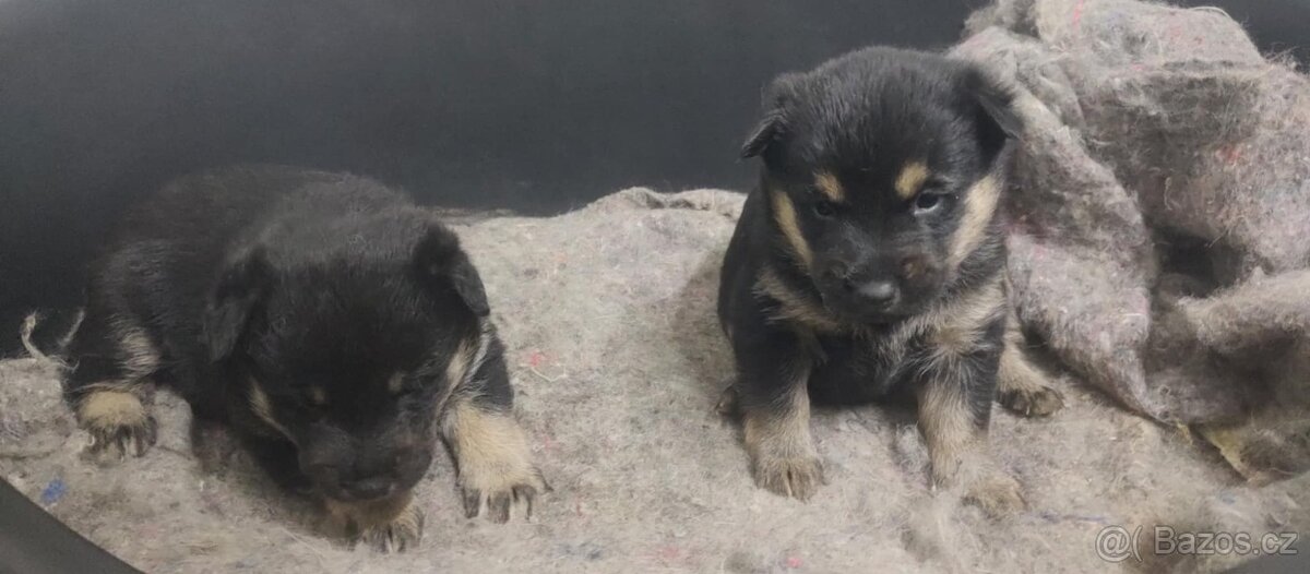 Štěňátko Shiba inu - 2