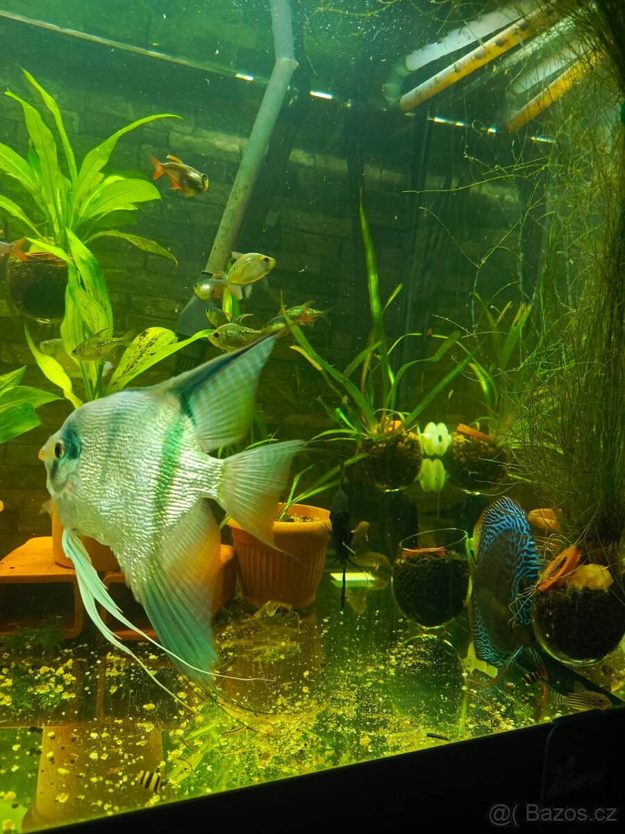 Pteroplyllum scalare Blu - 2
