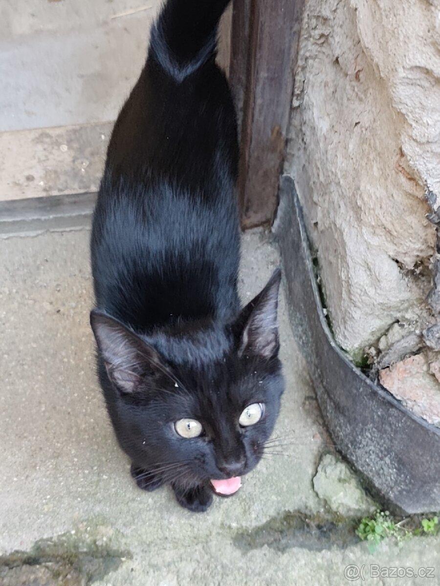 Daruji dva kocourky - 2