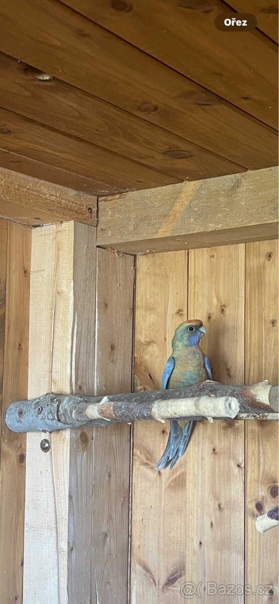 Rosela penant samice rok 2025 - 2