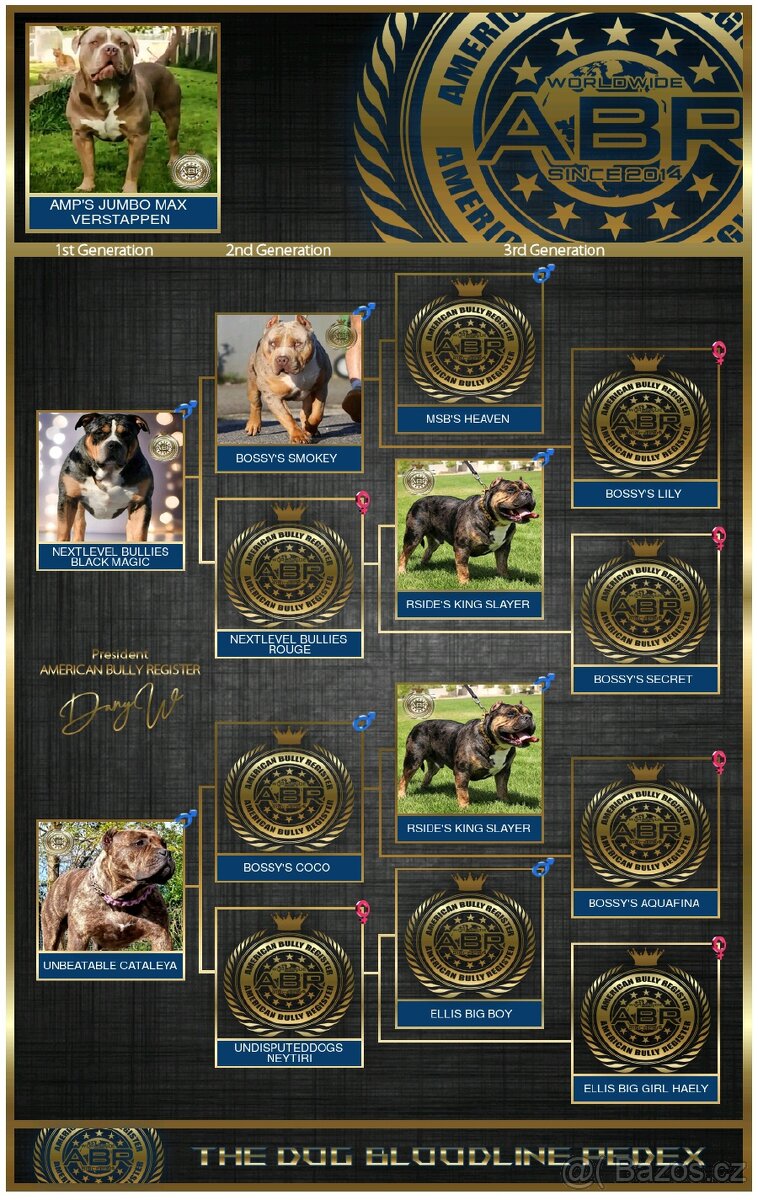 Krycí pes American bully XL / XXL - 2