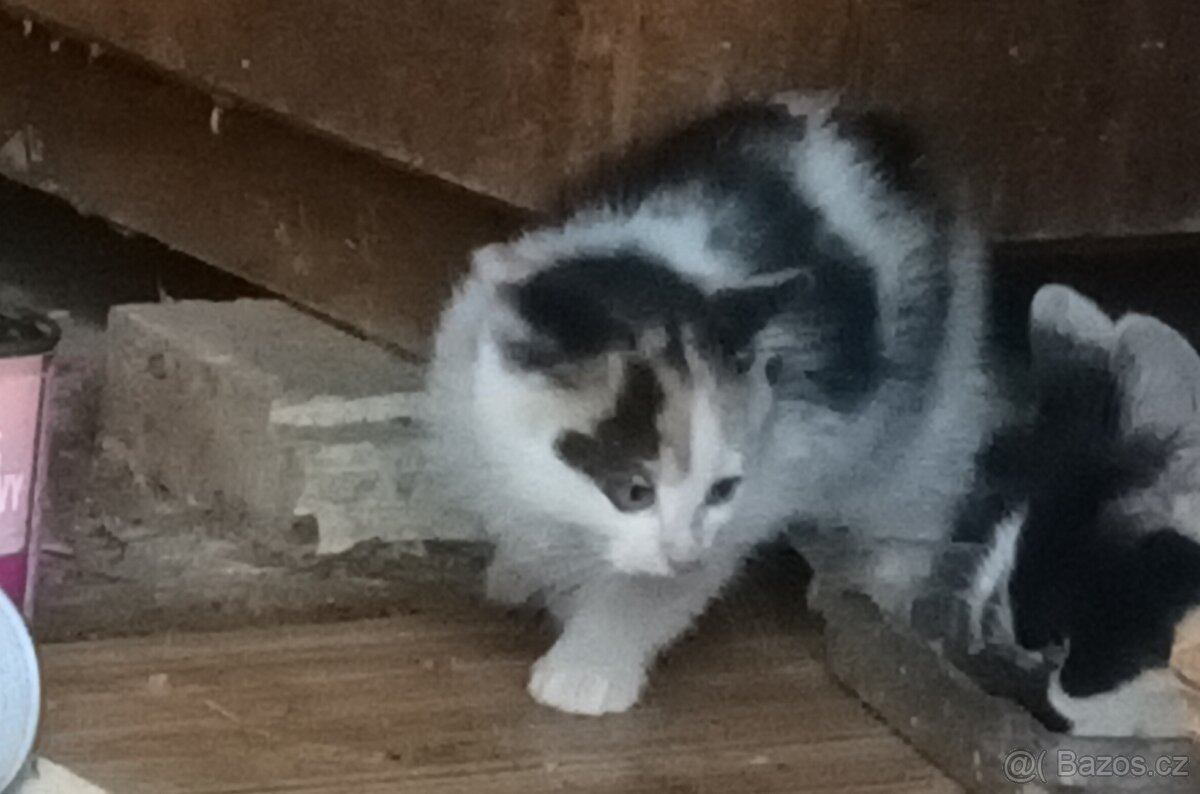 Koťata za odvoz - 2