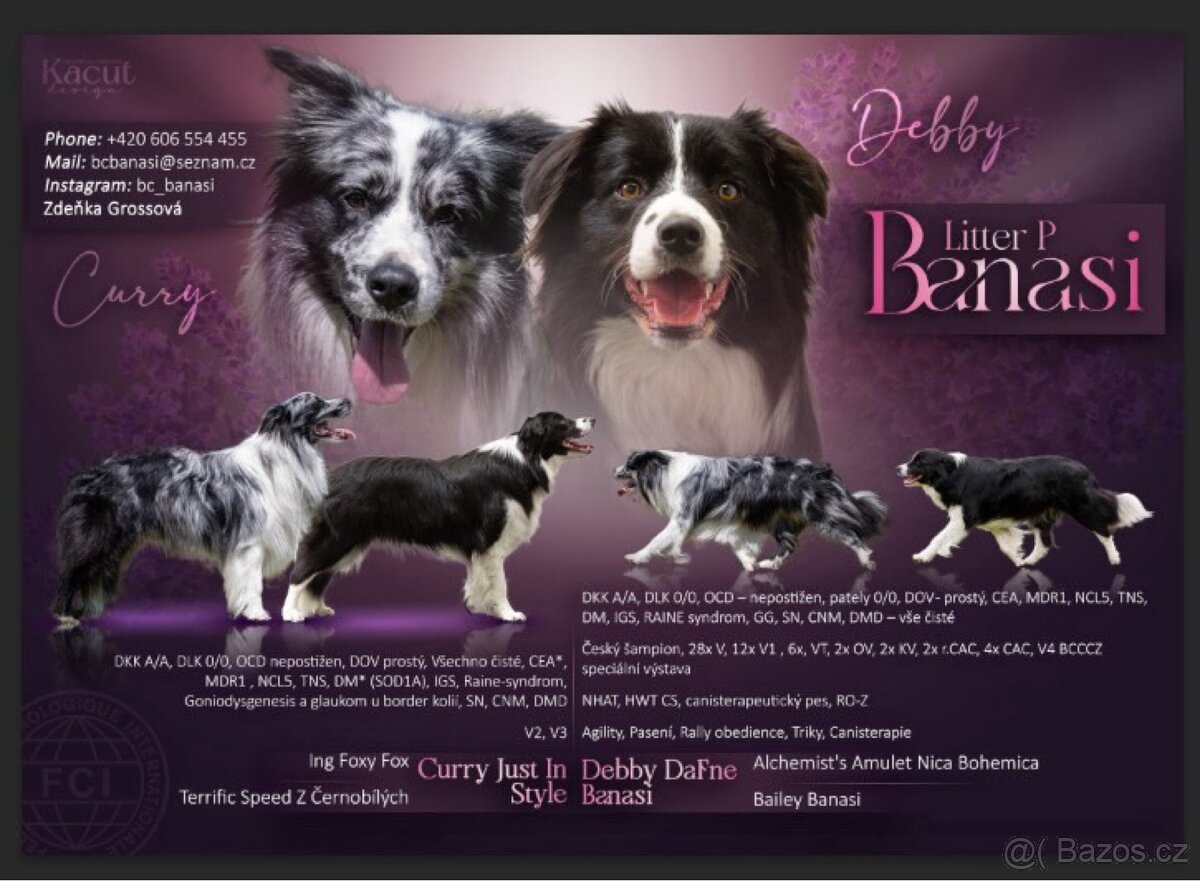 Border Kolie s PP - 2