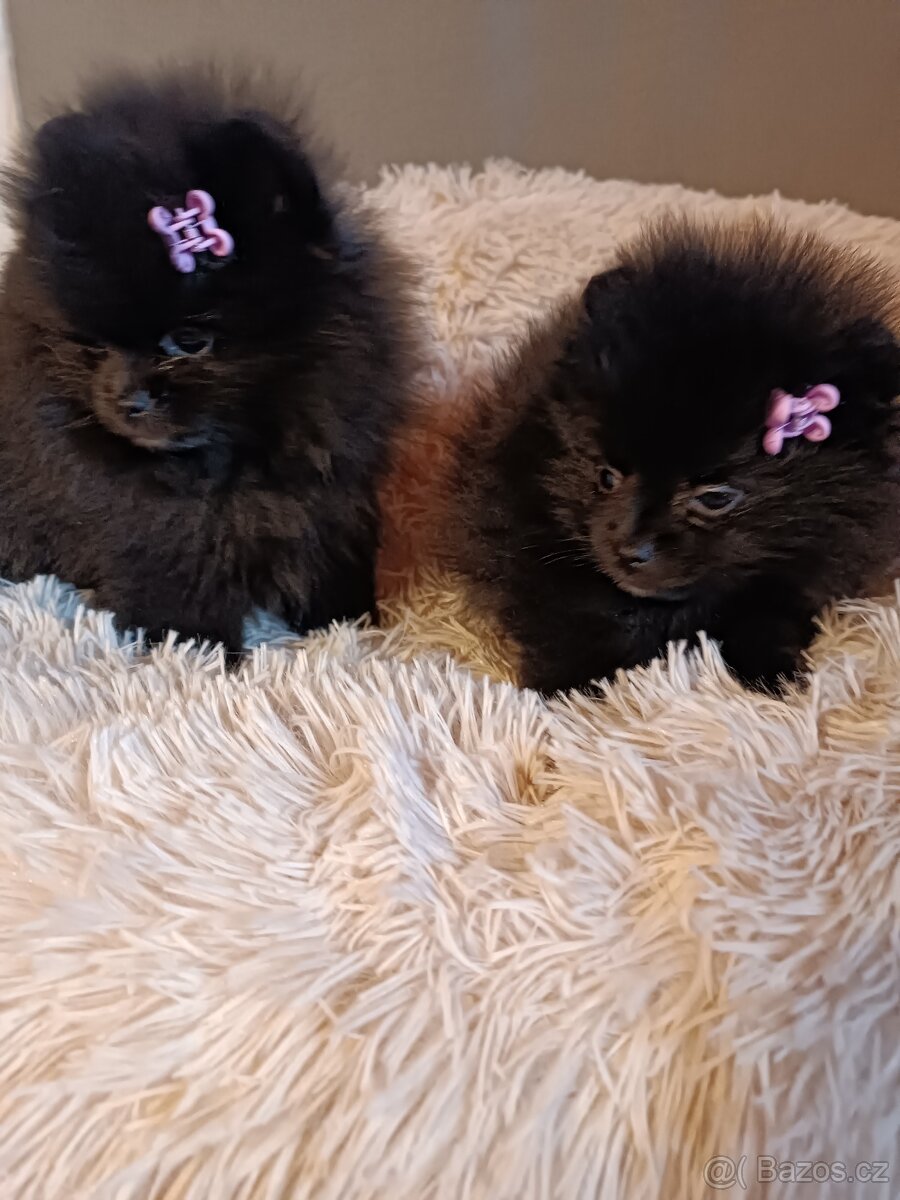 Pomeranian vč PP - 2