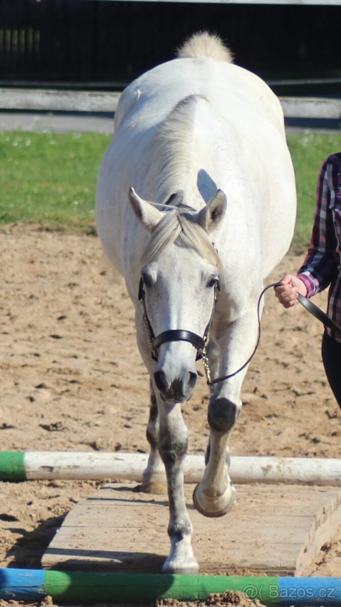 Výstavní ohlávka a vodítko - 2