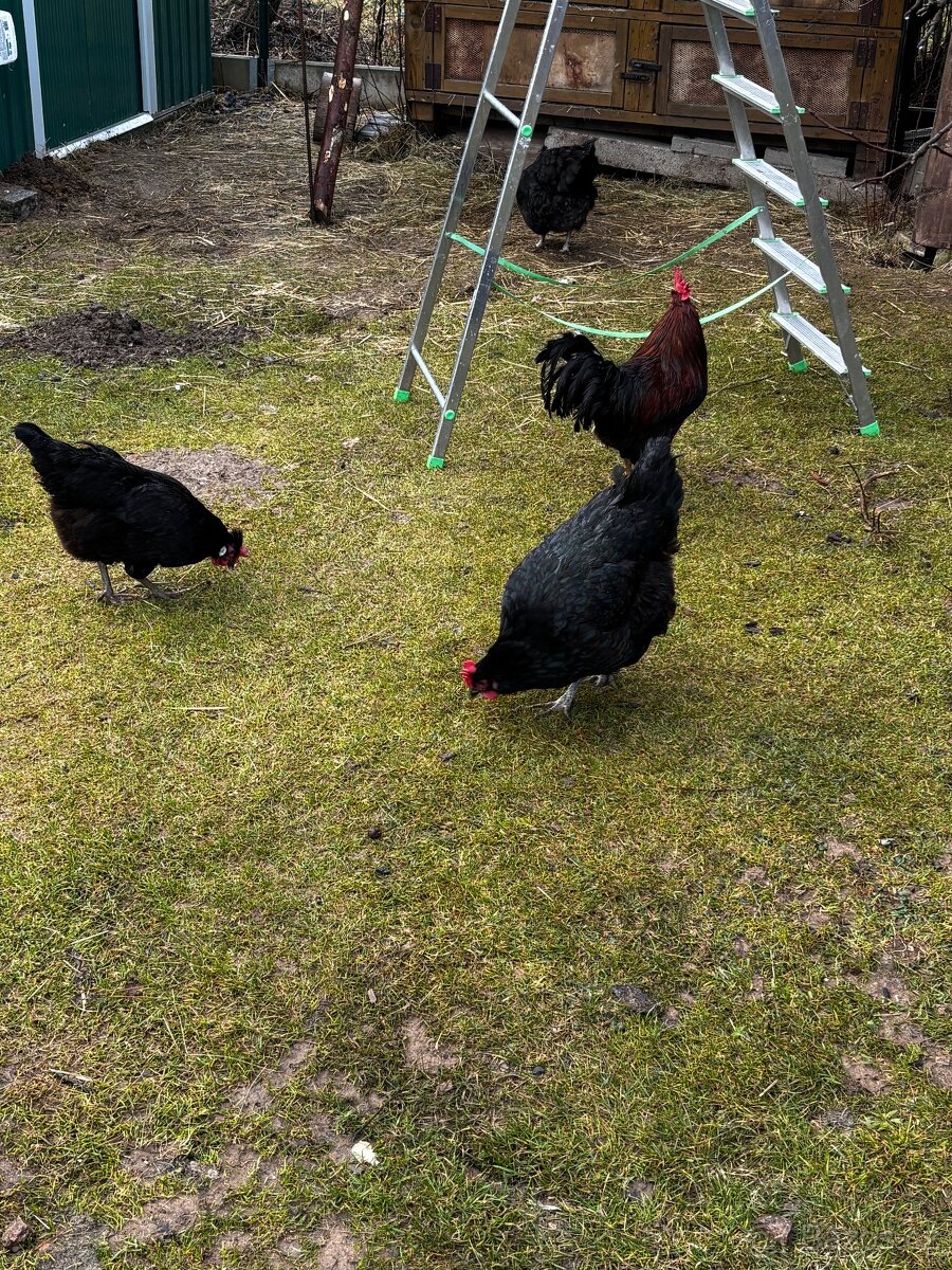 Nasadove vejce - Zerzejsky obr - 2