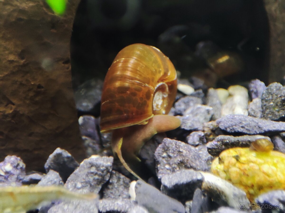 Okružák kanadský (Planorbella duryi) - 2