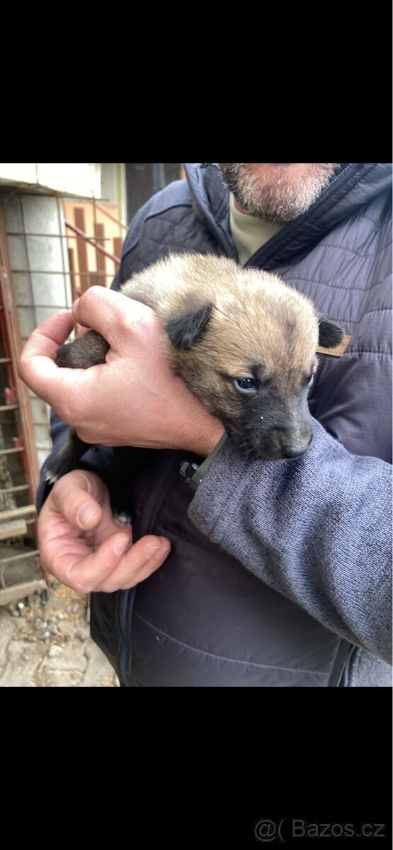 Belgický ovčák malinois 75% - 2