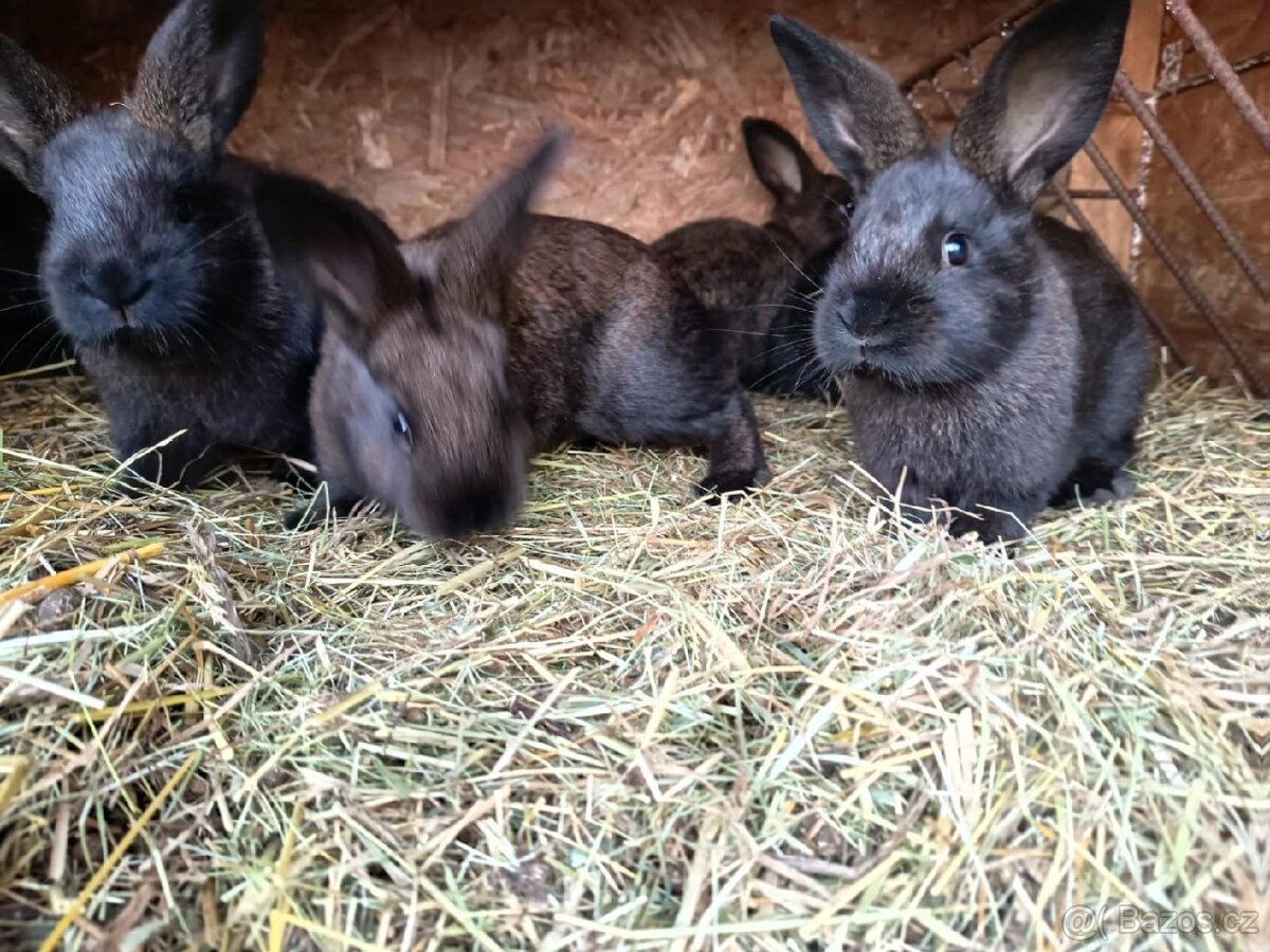 Králíci - 2
