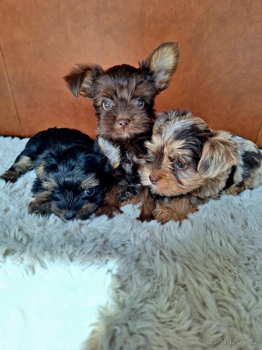 Jorkšír,jork,jorkšírsky teriér,yorkšhir - 2