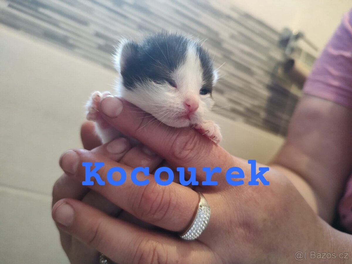 Kotatka k rezervaci - 2