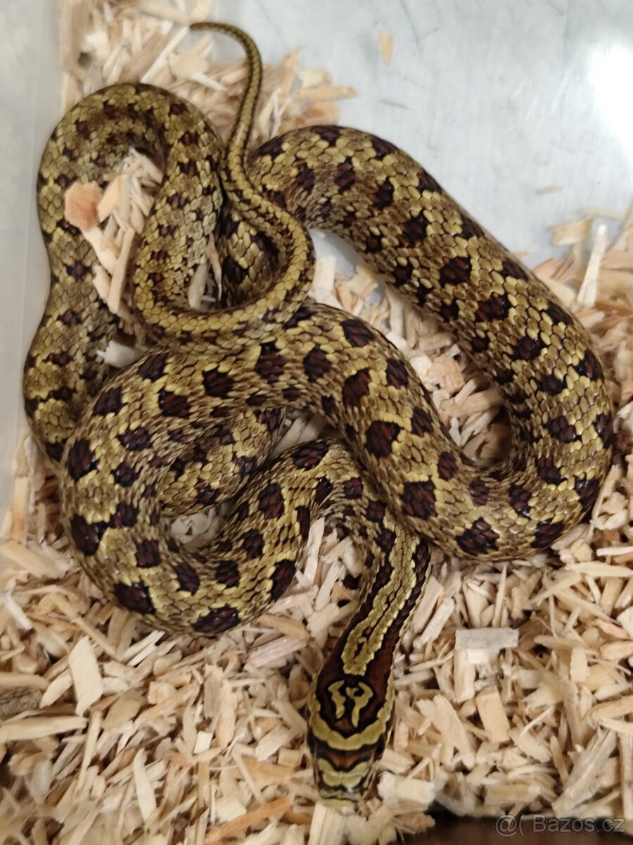 Užovka dvouskvrnná - Elaphe bimaculata - 2