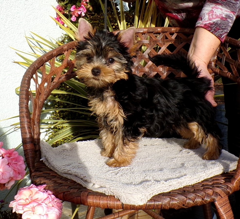 Jorkšírský terier s PP - 2