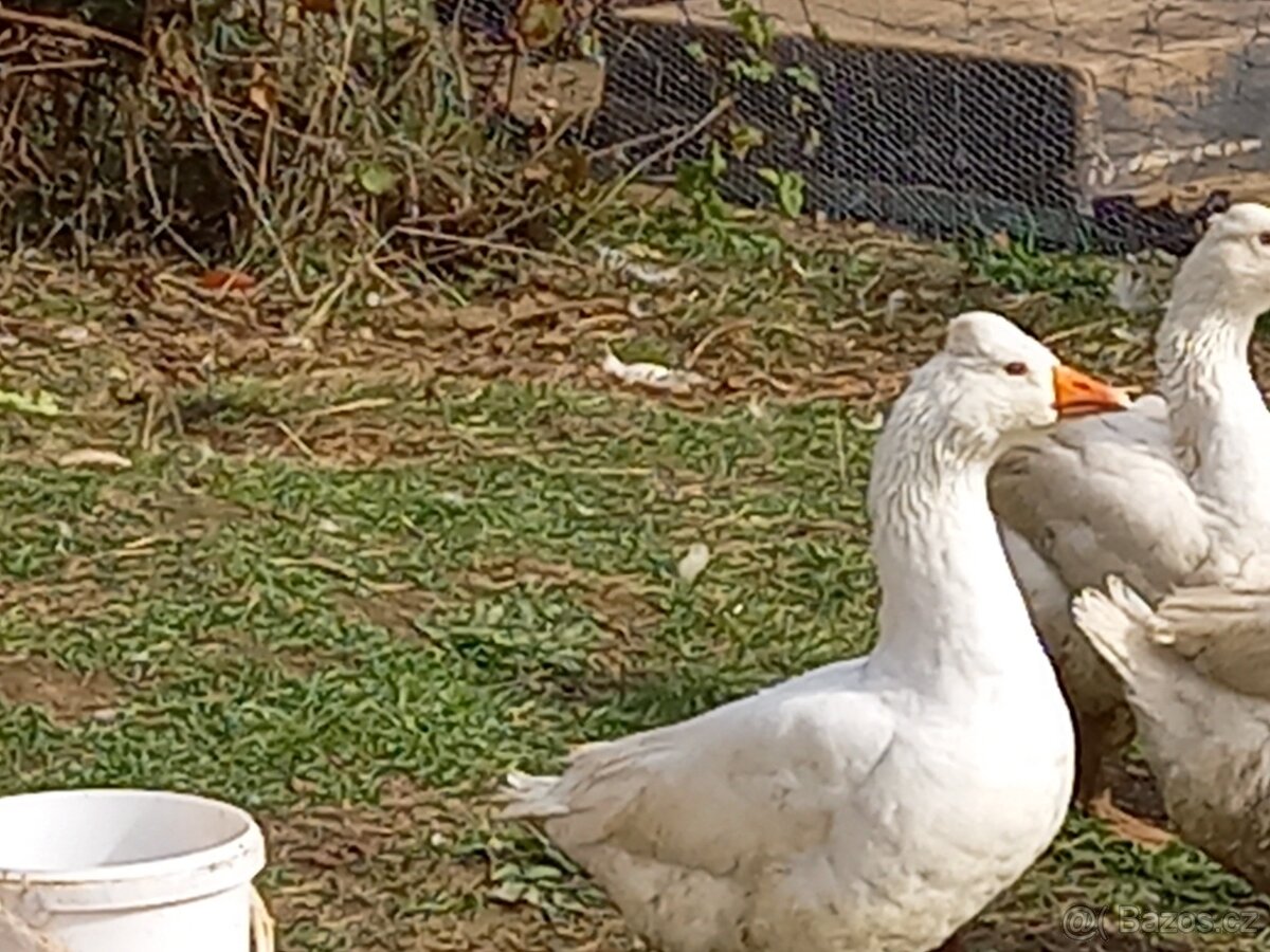 Husa česká chocholatá - 2