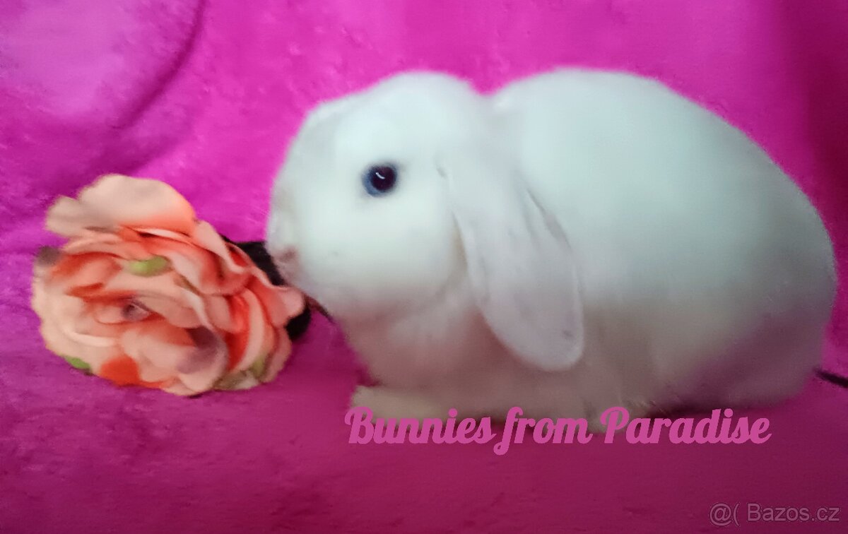 MODROOKÝ SNĚHOVĚ BÍLÝ SATÉŇÁČEK ❤️❤️❤️ - 2