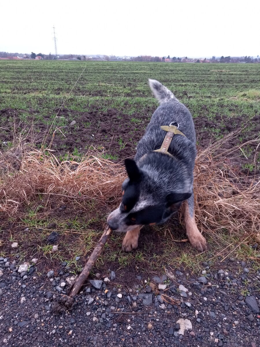 Australský honácký pes - 2