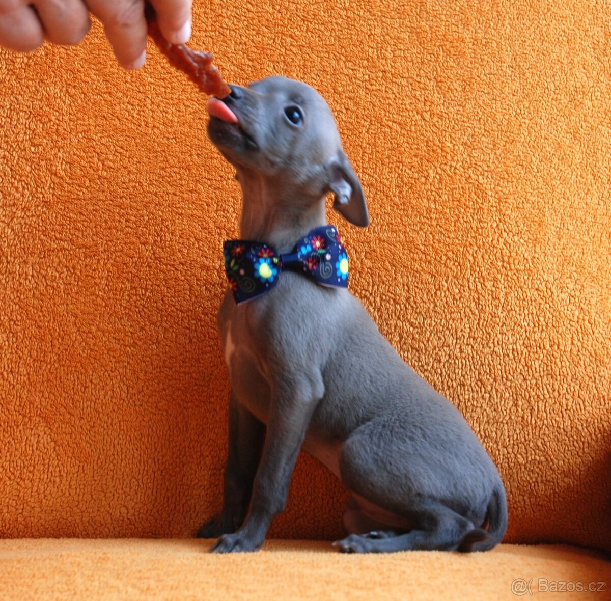 Italský chrtík - 2