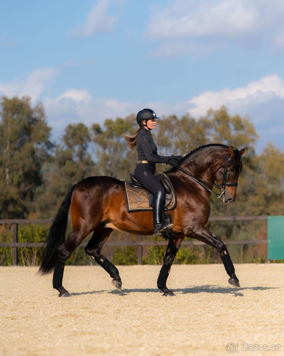 Equestrian Stockholm Golden Brass DL a COB - 2