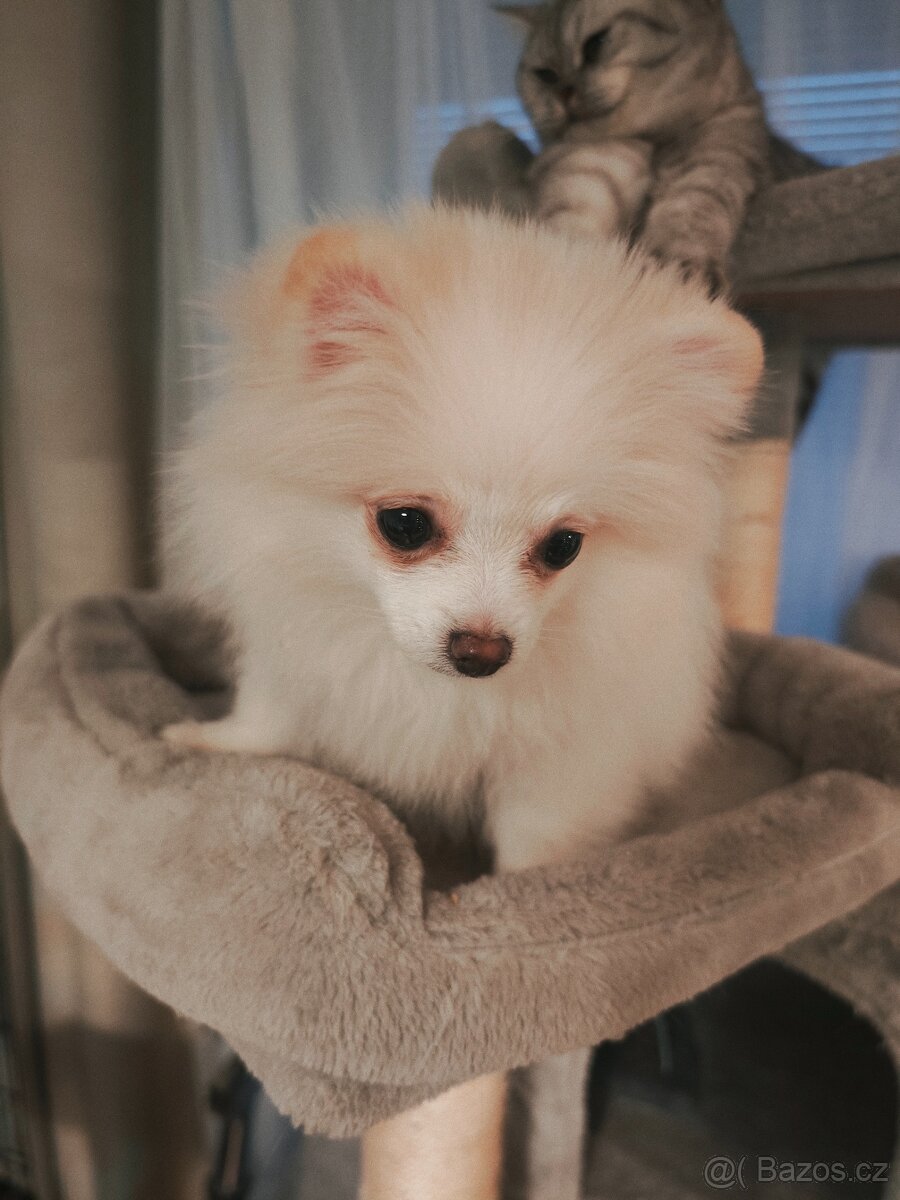 Pomeranian štěňátko fenka - 2