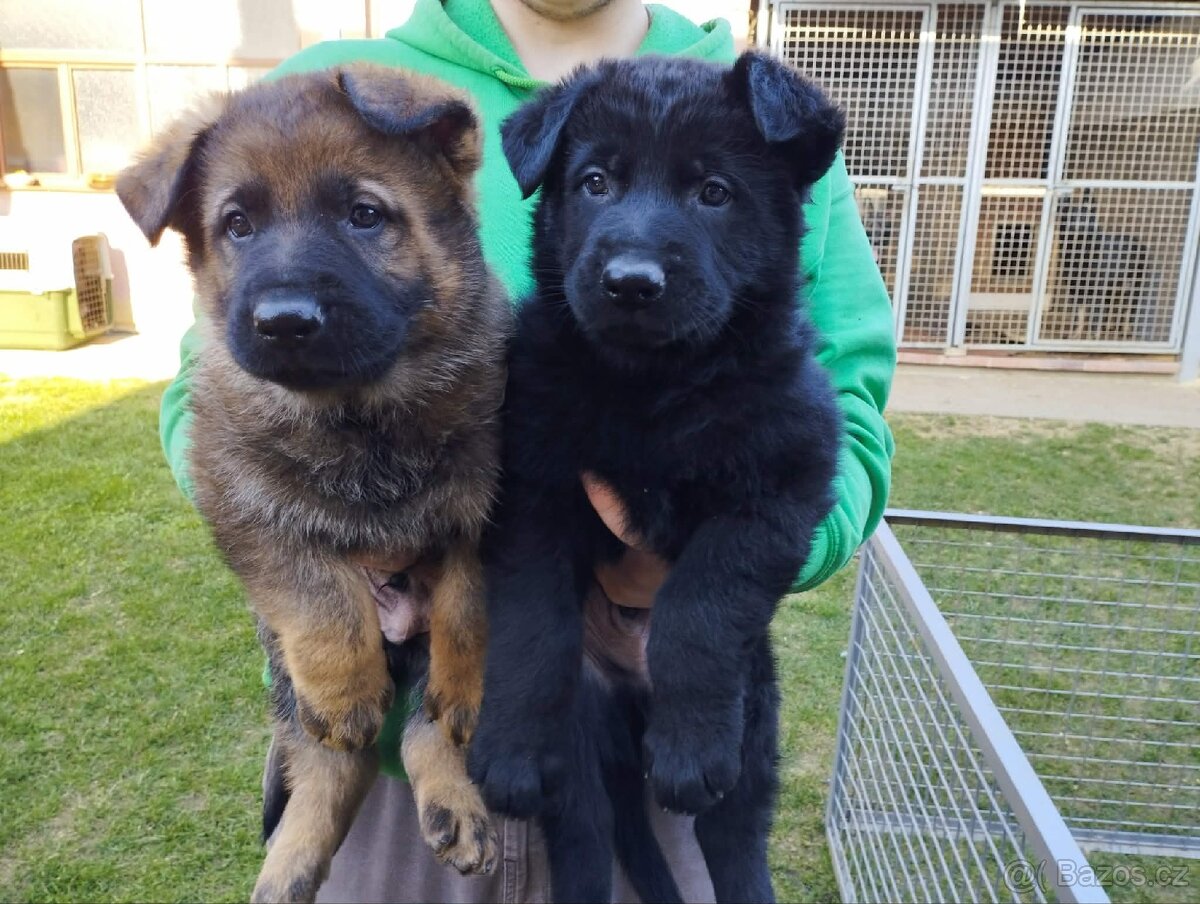 Prodám štěňata německého ovčáka s PP - 2