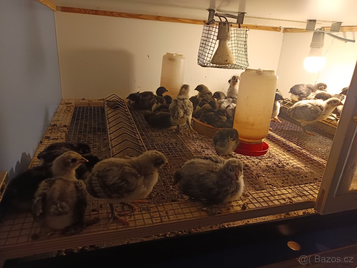 Kohouti na výkrm - 2