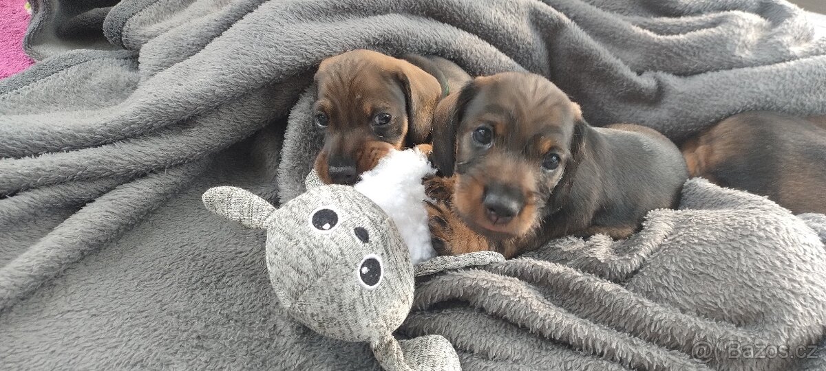 Jezevčík drsnosrstý - 2