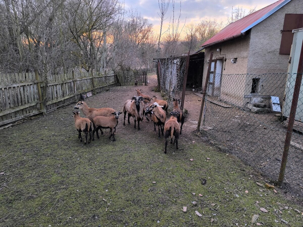 Kamerunská ovce - 2