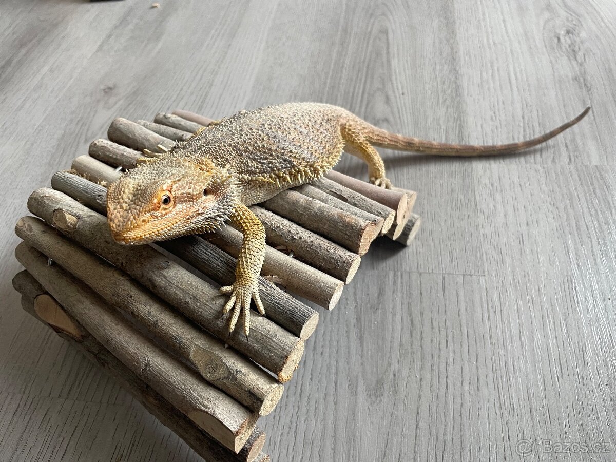 Agama vousatá - samci - 2