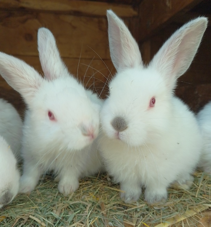 Nabízím králíčka - 2