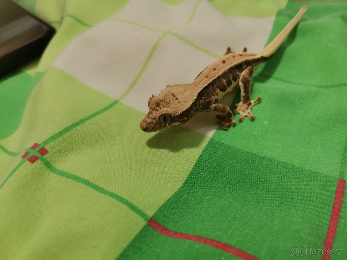 Pagekon řasnatý prodej - 2