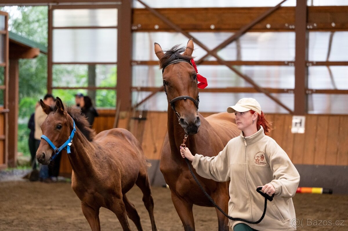 Hřebec 7 měsíců- Moravský Teplokrevník - 2