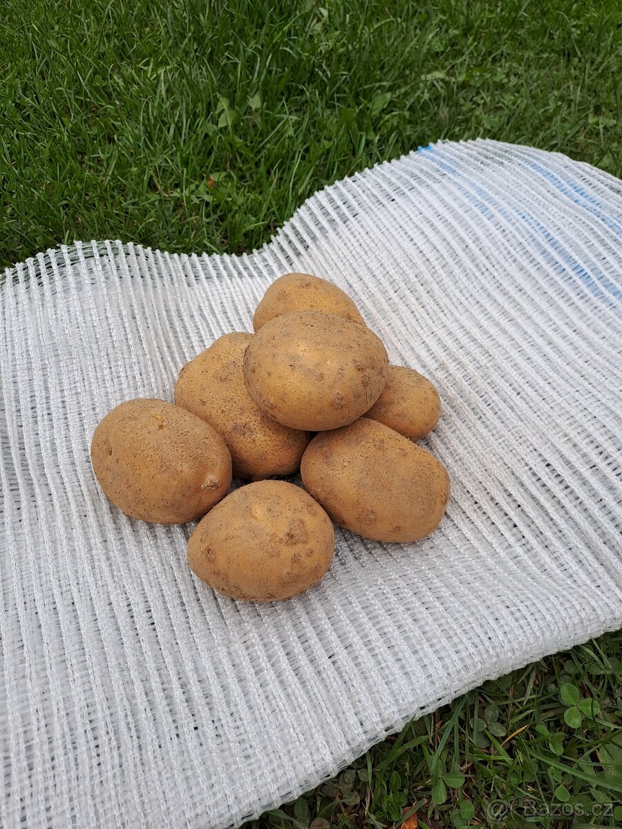 Konzumní brambory na uskladnění - 2