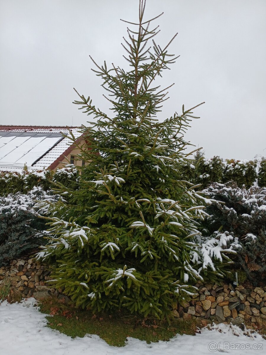 Vánoční stromek 4m - 2