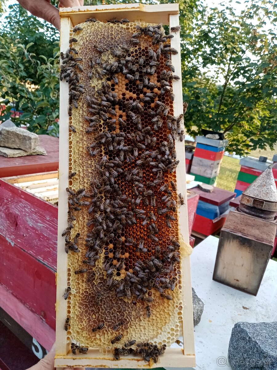 Vyzimovaná včelstva, vyzimované oddělky, langstroth 2/3 - 2