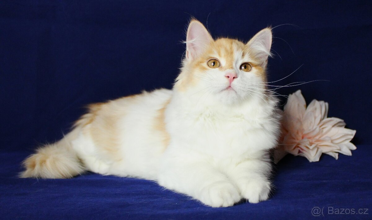 Sibiřská kočka - 2