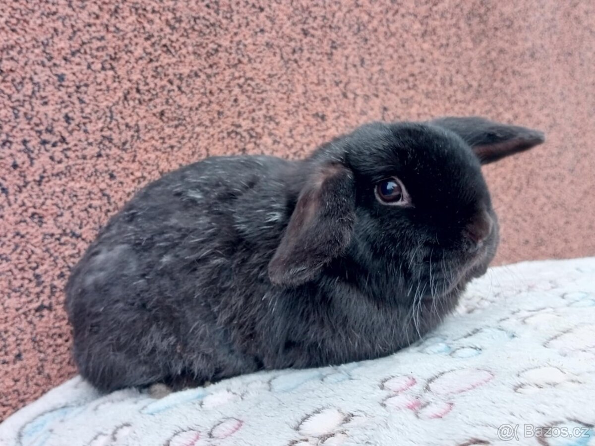 Volný Sameček - Anglický Zakrslý Beránek MiniLop🍑 - 2