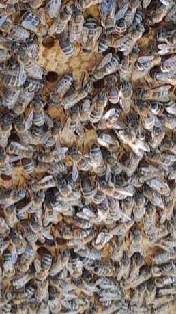 Vceli oddelky jaro 2026 - 2