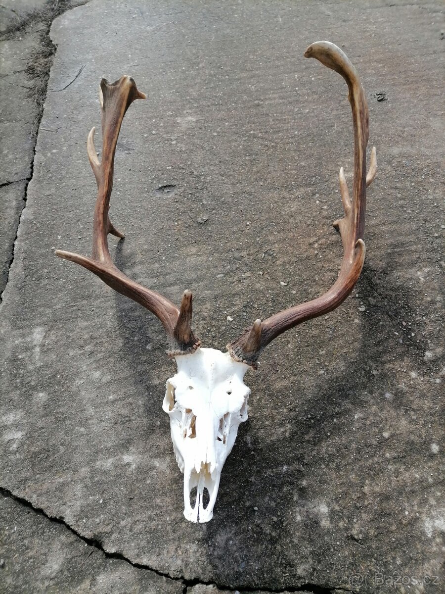 Paroží z daňka - 2