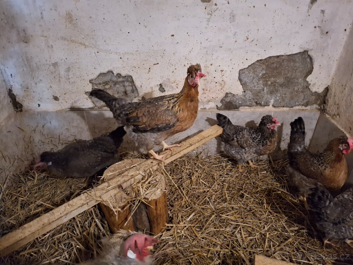 Násadová vajíčka- Cream legbar - 2