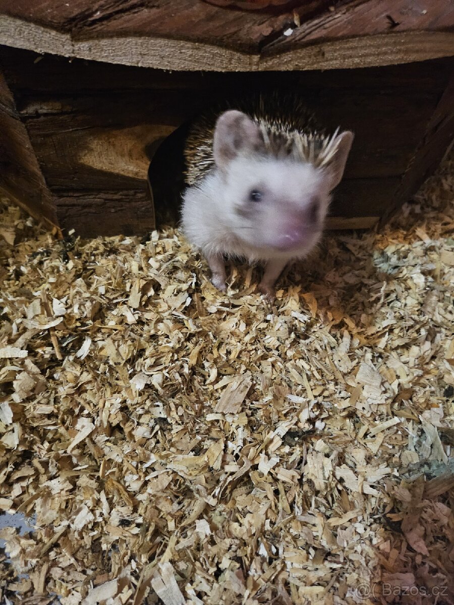 Prodám Ježka bělobřichého - 2