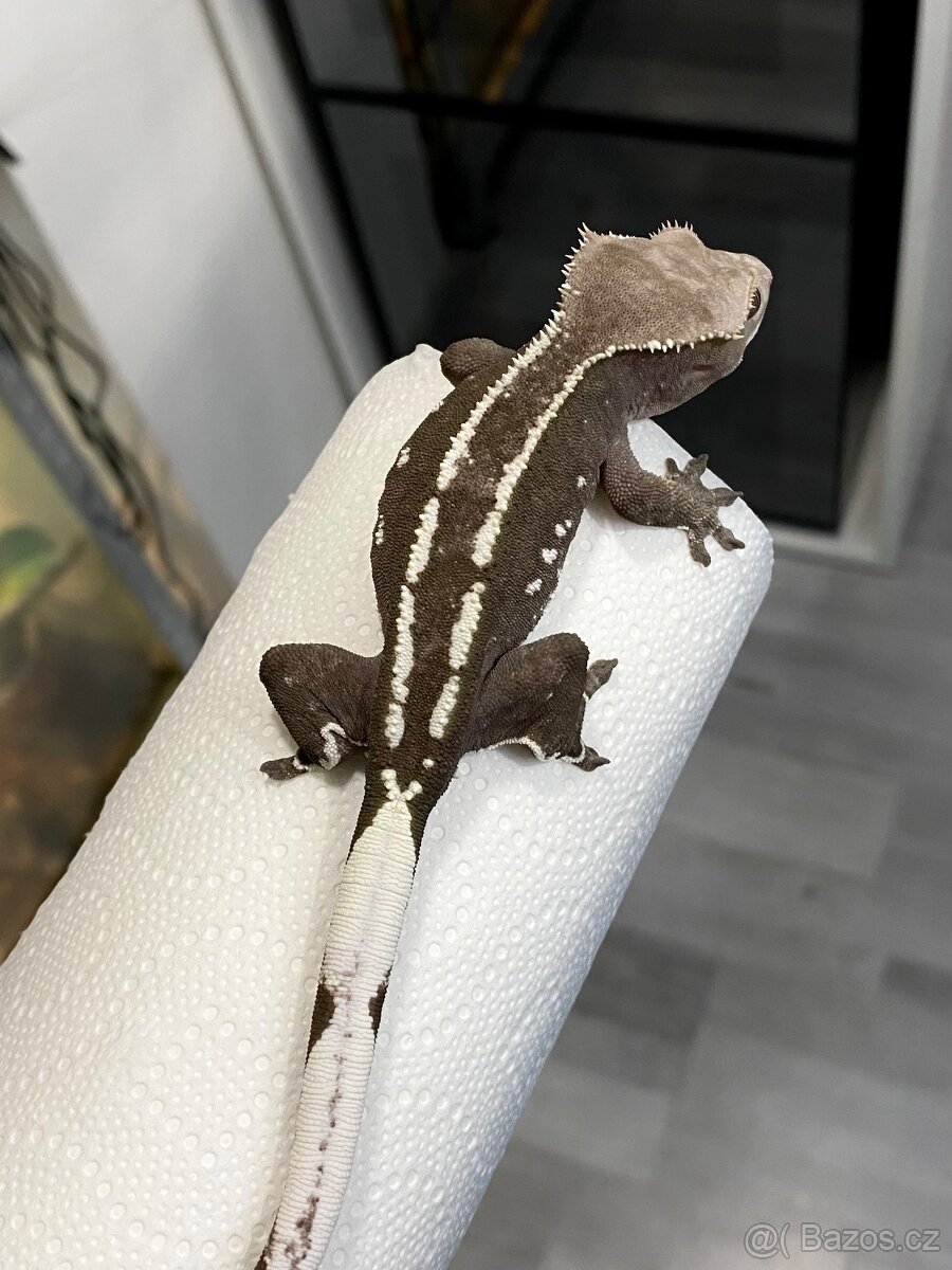 C. Ciliatus AXANTHIC - 2