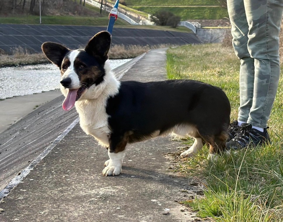 Welsh corgi cardigan - 2