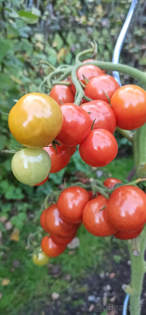 Sazenicky cherry rajčata - 2