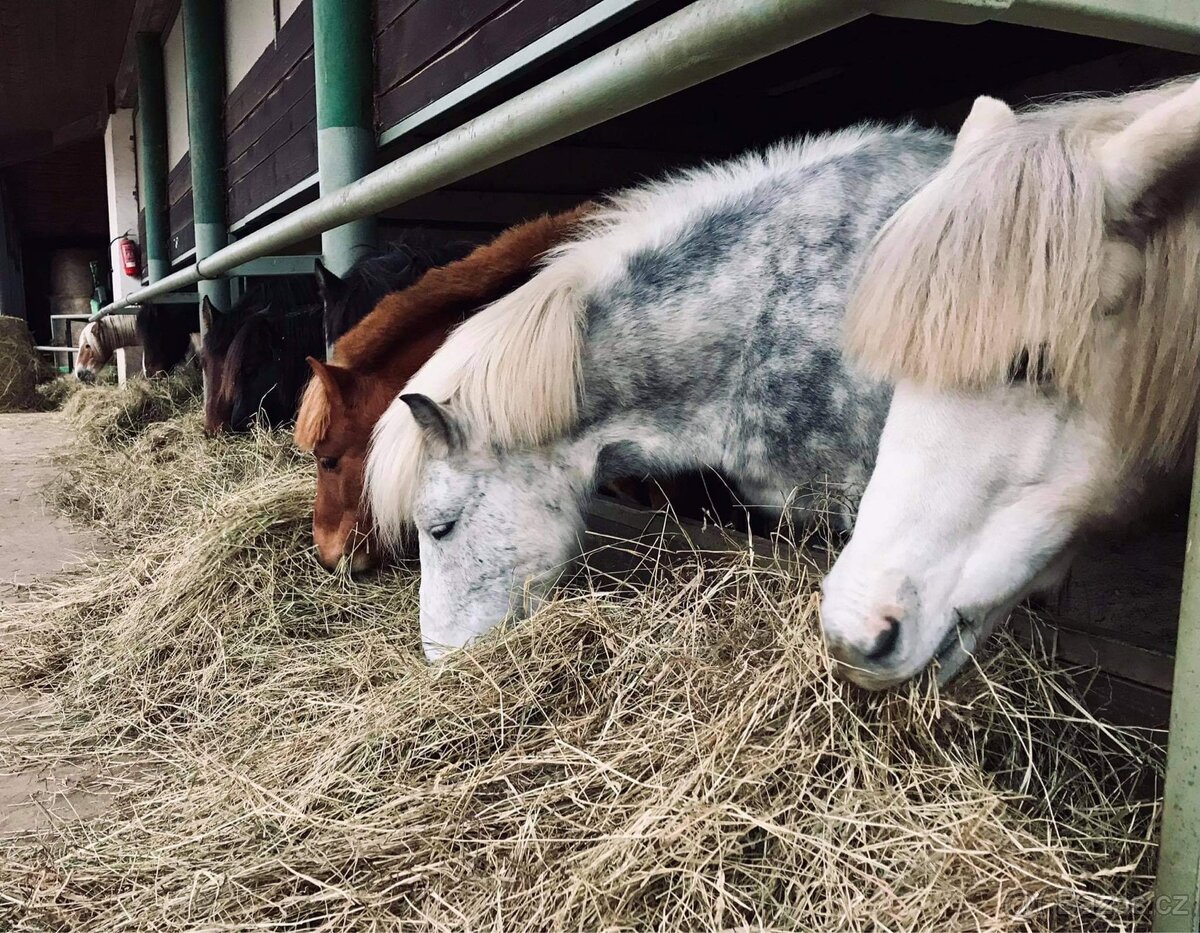 Pastevní ustájení Kočvary - 2