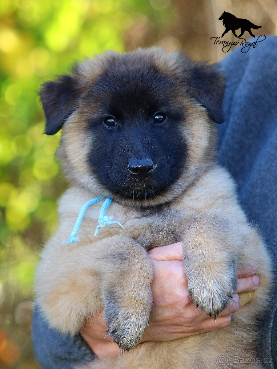 Belgický ovčák Tervueren - pejsek s PP - k odběru - 2