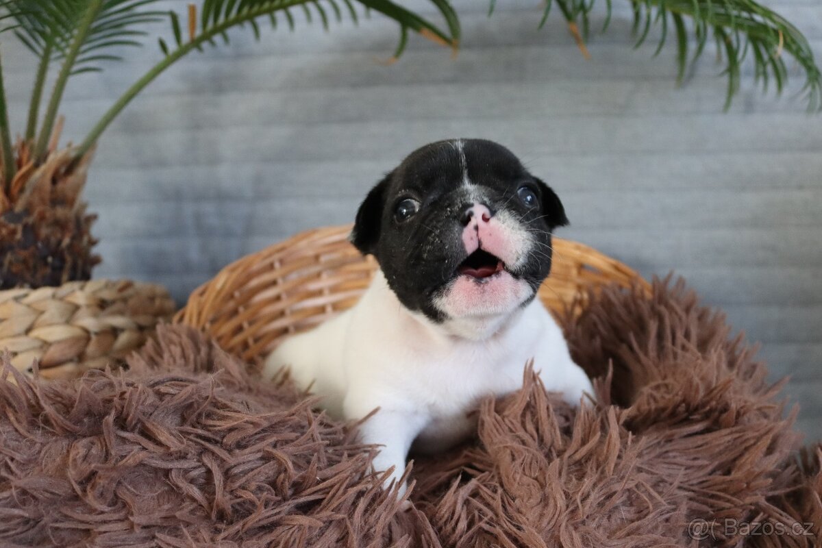 Francouzský buldoček s PP - 2