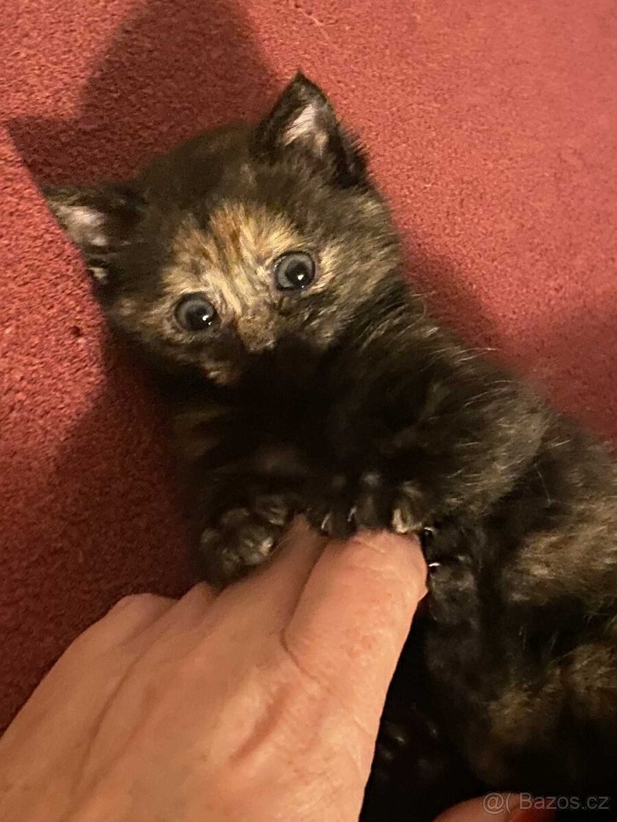 Malá princezna Mrška - 2