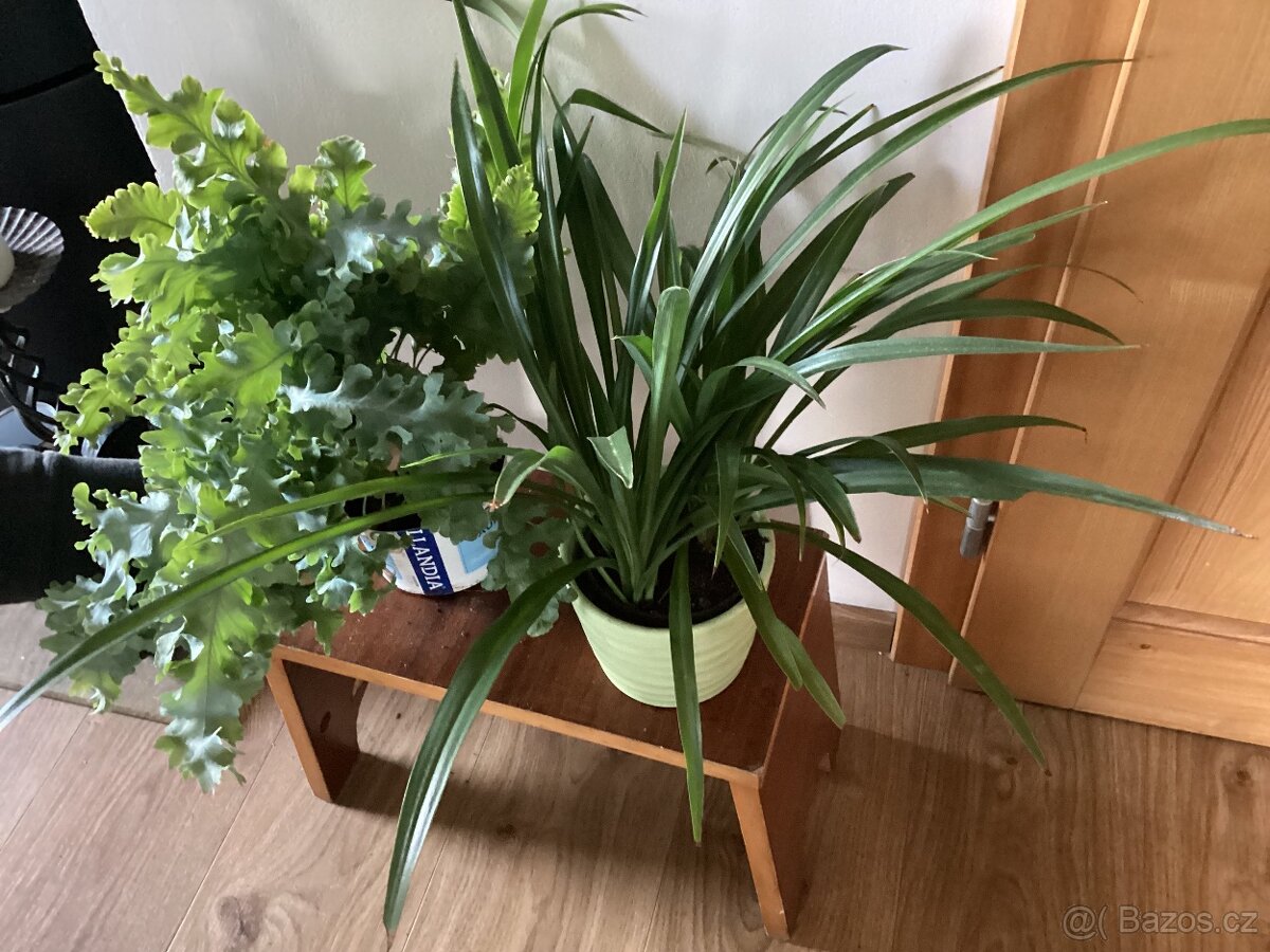 Kapradi, Zelenec - 2