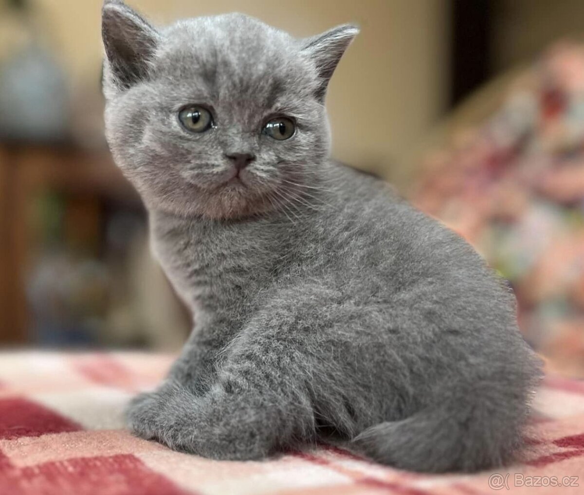 Britská modrá koťátka s PP - 2